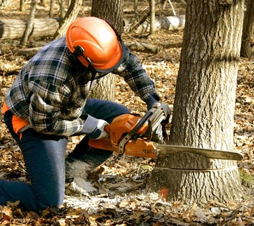 Tree Removal in Burlington, WY